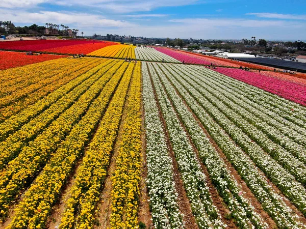 Predeterminadovista Aérea Carlsbad Flower Fields Turista Puede Disfrutar Laderas Coloridas — Foto de Stock