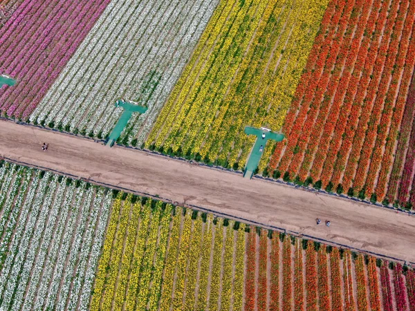 Standardmäßige Ansicht Der Karlsbader Blumenfelder Während Der Jährlichen Blütezeit Die — Stockfoto