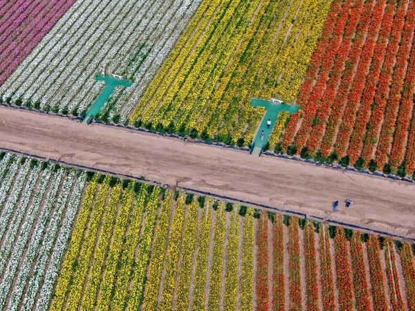 Standardmäßige Ansicht Der Karlsbader Blumenfelder Während Der Jährlichen Blütezeit Die — Stockfoto