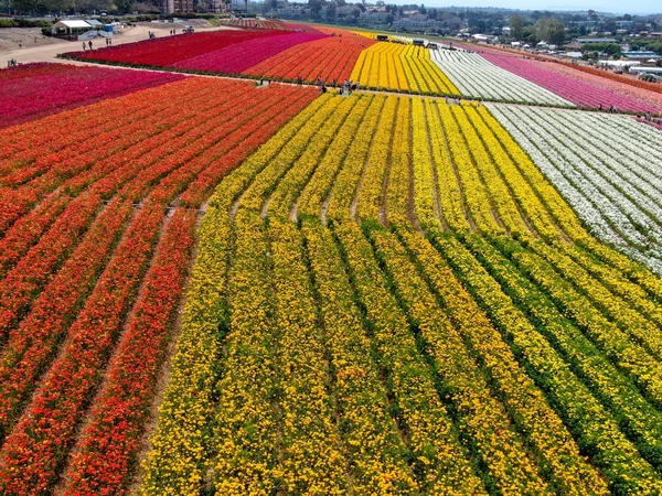 Predeterminadovista Aérea Carlsbad Flower Fields Turista Puede Disfrutar Laderas Coloridas — Foto de Stock