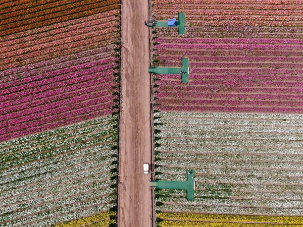 Standardmäßige Ansicht Der Karlsbader Blumenfelder Während Der Jährlichen Blütezeit Die — Stockfoto