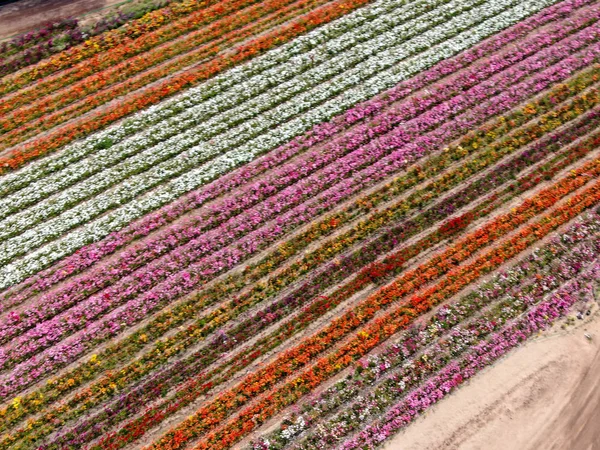 Standardmäßige Ansicht Der Karlsbader Blumenfelder Während Der Jährlichen Blütezeit Die — Stockfoto