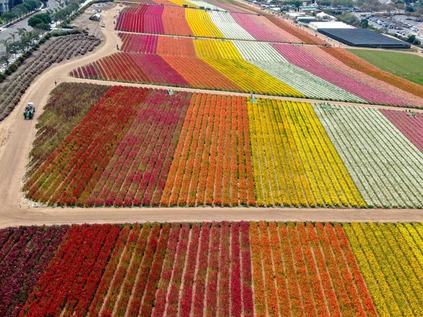 Predeterminadovista Aérea Carlsbad Flower Fields Turista Puede Disfrutar Laderas Coloridas — Foto de Stock