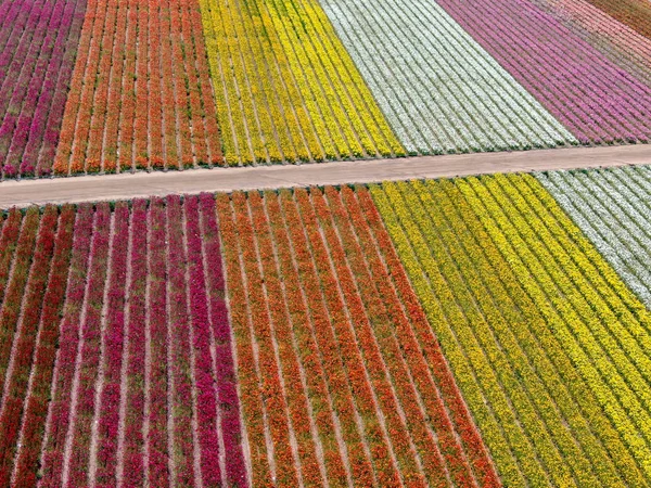 Standardmäßige Ansicht Der Karlsbader Blumenfelder Während Der Jährlichen Blütezeit Die — Stockfoto