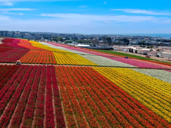 Predeterminadovista Aérea Carlsbad Flower Fields Turista Puede Disfrutar Laderas Coloridas — Foto de Stock