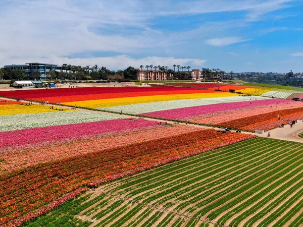 Predeterminadovista Aérea Carlsbad Flower Fields Turista Puede Disfrutar Laderas Coloridas — Foto de Stock