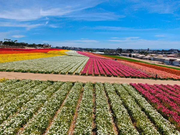 Carlsbad çiçek Fields defaultaerial görünümü. turist Mayıs ortası ile Mart çalıştırır yıllık çiçek sırasında renkli dev Ranunculus çiçekler tepeler keyfini çıkarabilirsiniz. Carlsbad, Kaliforniya, ABD