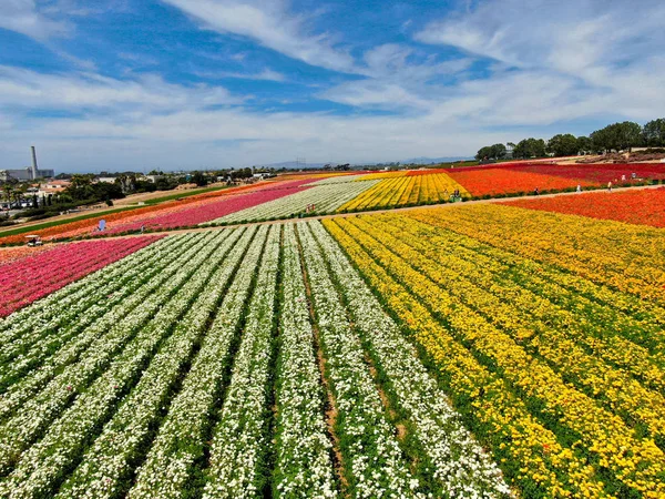 Predeterminadovista Aérea Carlsbad Flower Fields Turista Puede Disfrutar Laderas Coloridas — Foto de Stock