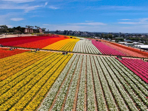 Predeterminadovista Aérea Carlsbad Flower Fields Turista Puede Disfrutar Laderas Coloridas — Foto de Stock