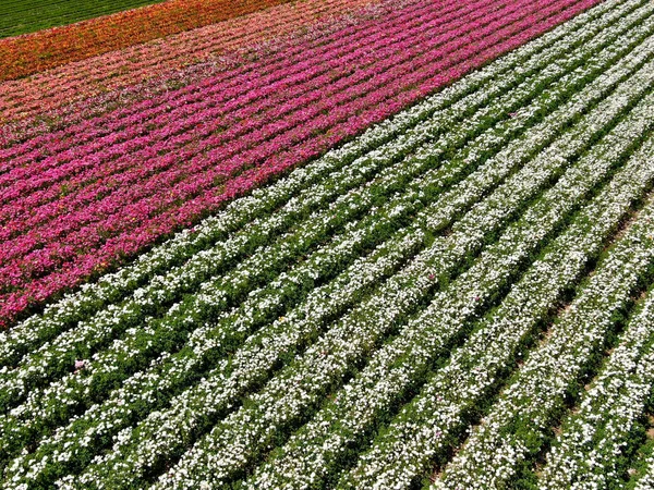 Defaultaerial View Carlsbad Flower Fields Tourist Can Enjoy Hillsides Colorful Stock Photo