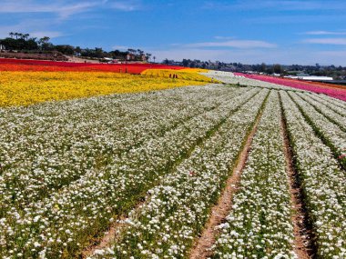 Carlsbad çiçek Fields defaultaerial görünümü. turist Mayıs ortası ile Mart çalıştırır yıllık çiçek sırasında renkli dev Ranunculus çiçekler tepeler keyfini çıkarabilirsiniz. Carlsbad, Kaliforniya, ABD