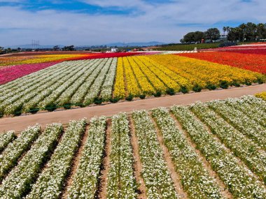 Carlsbad çiçek Fields defaultaerial görünümü. turist Mayıs ortası ile Mart çalıştırır yıllık çiçek sırasında renkli dev Ranunculus çiçekler tepeler keyfini çıkarabilirsiniz. Carlsbad, Kaliforniya, ABD