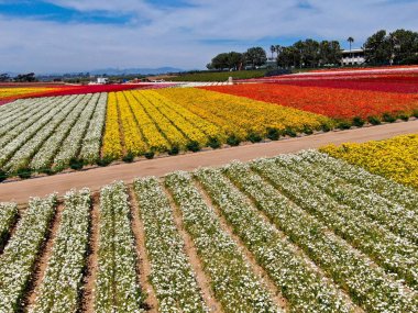 Carlsbad çiçek Fields defaultaerial görünümü. turist Mayıs ortası ile Mart çalıştırır yıllık çiçek sırasında renkli dev Ranunculus çiçekler tepeler keyfini çıkarabilirsiniz. Carlsbad, Kaliforniya, ABD