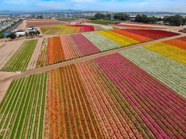 Carlsbad çiçek Fields defaultaerial görünümü. turist Mayıs ortası ile Mart çalıştırır yıllık çiçek sırasında renkli dev Ranunculus çiçekler tepeler keyfini çıkarabilirsiniz. Carlsbad, Kaliforniya, ABD
