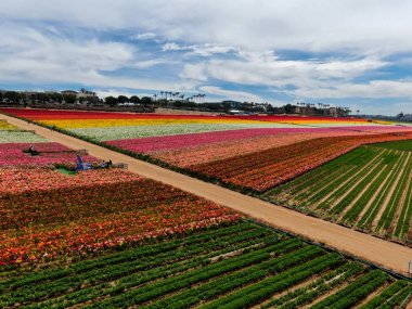 Carlsbad çiçek Fields havadan görünümü. turist Mayıs ortası ile Mart çalıştırır yıllık çiçek sırasında renkli dev Ranunculus çiçekler tepeler keyfini çıkarabilirsiniz. Carlsbad, Kaliforniya, ABD