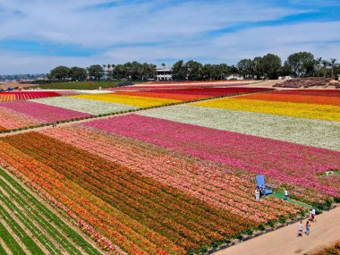 Carlsbad çiçek Fields havadan görünümü. turist Mayıs ortası ile Mart çalıştırır yıllık çiçek sırasında renkli dev Ranunculus çiçekler tepeler keyfini çıkarabilirsiniz. Carlsbad, Kaliforniya, ABD