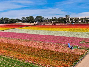 Carlsbad çiçek Fields havadan görünümü. turist Mayıs ortası ile Mart çalıştırır yıllık çiçek sırasında renkli dev Ranunculus çiçekler tepeler keyfini çıkarabilirsiniz. Carlsbad, Kaliforniya, ABD