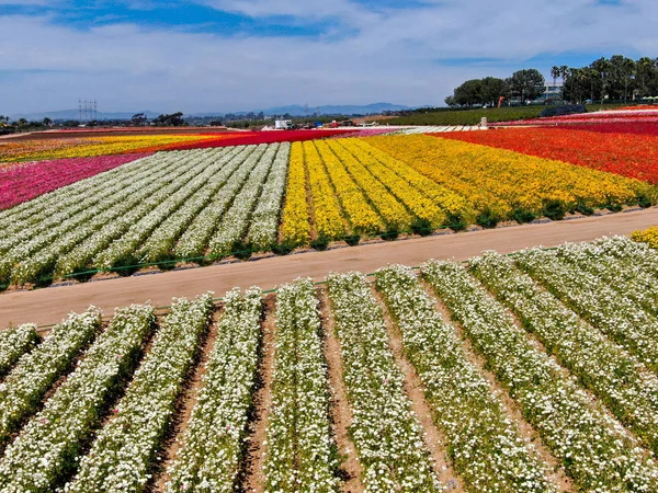 Carlsbad çiçek Fields defaultaerial görünümü. turist Mayıs ortası ile Mart çalıştırır yıllık çiçek sırasında renkli dev Ranunculus çiçekler tepeler keyfini çıkarabilirsiniz. Carlsbad, Kaliforniya, ABD