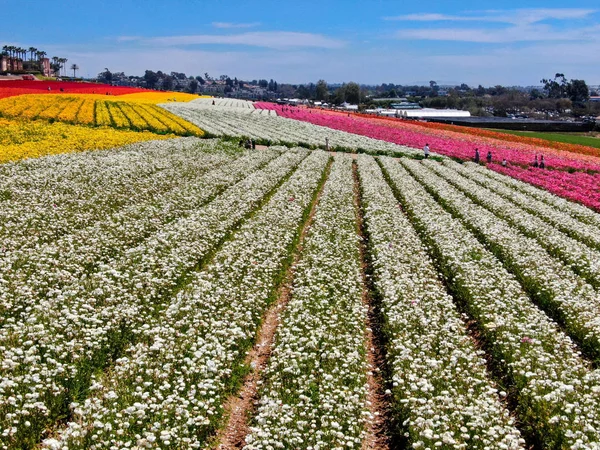 Carlsbad çiçek Fields defaultaerial görünümü. turist Mayıs ortası ile Mart çalıştırır yıllık çiçek sırasında renkli dev Ranunculus çiçekler tepeler keyfini çıkarabilirsiniz. Carlsbad, Kaliforniya, ABD