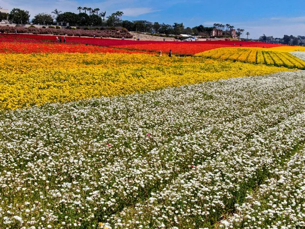 Carlsbad çiçek Fields defaultaerial görünümü. turist Mayıs ortası ile Mart çalıştırır yıllık çiçek sırasında renkli dev Ranunculus çiçekler tepeler keyfini çıkarabilirsiniz. Carlsbad, Kaliforniya, ABD
