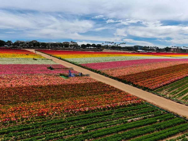Carlsbad çiçek Fields havadan görünümü. turist Mayıs ortası ile Mart çalıştırır yıllık çiçek sırasında renkli dev Ranunculus çiçekler tepeler keyfini çıkarabilirsiniz. Carlsbad, Kaliforniya, ABD