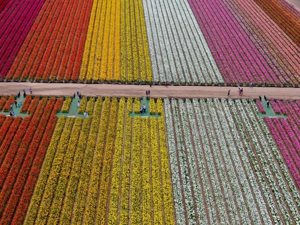 Luftaufnahme Der Karlsbader Blumenfelder Während Der Jährlichen Blütezeit Die Bis — Stockfoto