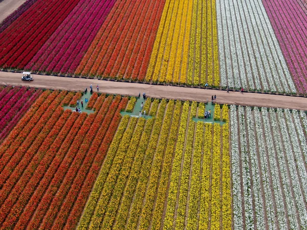 Luftaufnahme Der Karlsbader Blumenfelder Während Der Jährlichen Blütezeit Die Bis — Stockfoto