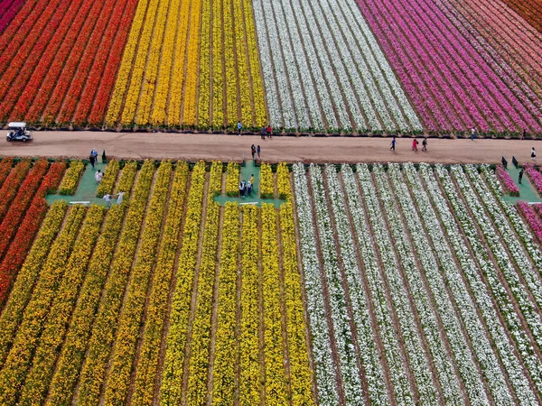 Vista Aérea Carlsbad Flower Fields Turista Puede Disfrutar Laderas Coloridas — Foto de Stock