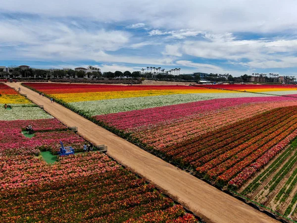 Carlsbad çiçek Fields havadan görünümü. turist Mayıs ortası ile Mart çalıştırır yıllık çiçek sırasında renkli dev Ranunculus çiçekler tepeler keyfini çıkarabilirsiniz. Carlsbad, Kaliforniya, ABD