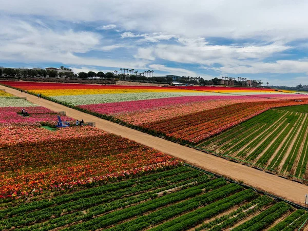 Carlsbad çiçek Fields havadan görünümü. turist Mayıs ortası ile Mart çalıştırır yıllık çiçek sırasında renkli dev Ranunculus çiçekler tepeler keyfini çıkarabilirsiniz. Carlsbad, Kaliforniya, ABD