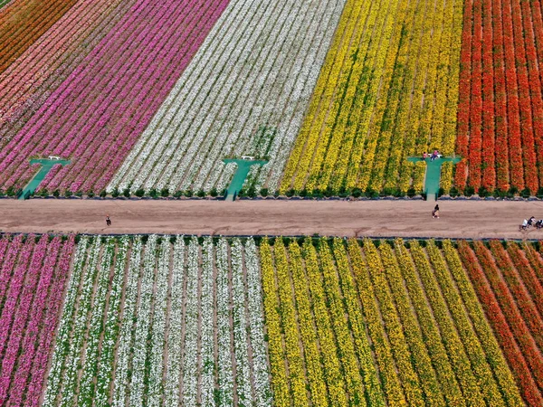 Luftaufnahme Der Karlsbader Blumenfelder Während Der Jährlichen Blütezeit Die Bis — Stockfoto