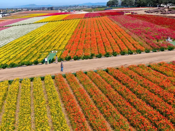 Carlsbad çiçek Fields havadan görünümü. turist Mayıs ortası ile Mart çalıştırır yıllık çiçek sırasında renkli dev Ranunculus çiçekler tepeler keyfini çıkarabilirsiniz. Carlsbad, Kaliforniya, ABD
