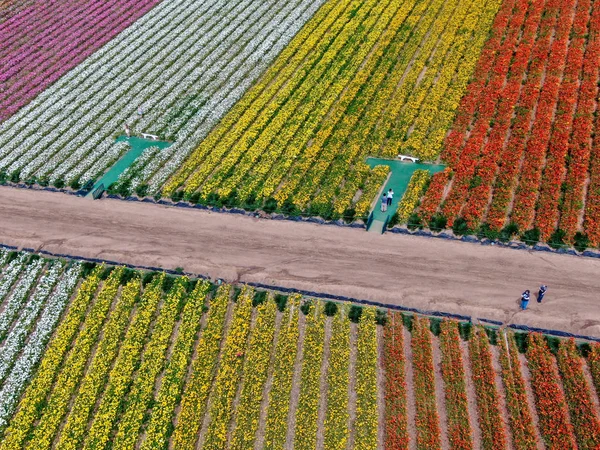 Luftaufnahme Der Karlsbader Blumenfelder Während Der Jährlichen Blütezeit Die Bis — Stockfoto