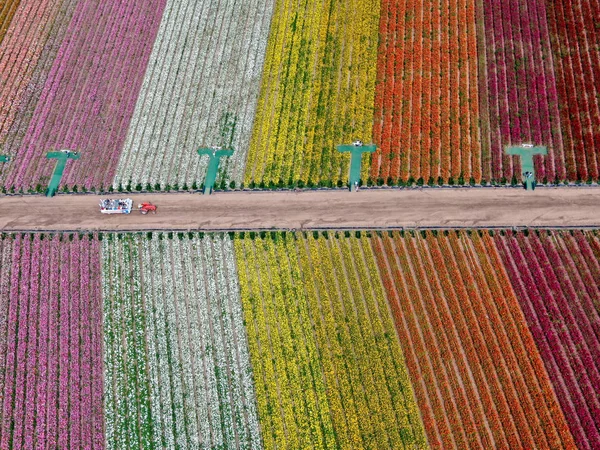 Luftaufnahme Der Karlsbader Blumenfelder Während Der Jährlichen Blütezeit Die Bis — Stockfoto
