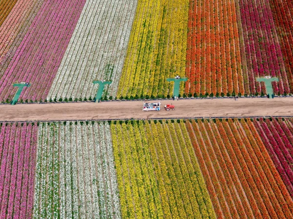 Luftaufnahme Der Karlsbader Blumenfelder Während Der Jährlichen Blütezeit Die Bis — Stockfoto