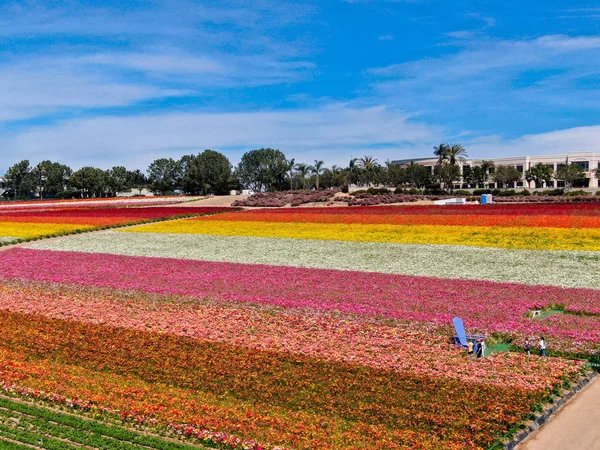 Carlsbad çiçek Fields havadan görünümü. turist Mayıs ortası ile Mart çalıştırır yıllık çiçek sırasında renkli dev Ranunculus çiçekler tepeler keyfini çıkarabilirsiniz. Carlsbad, Kaliforniya, ABD