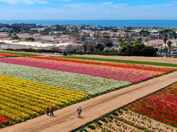 Carlsbad çiçek Fields havadan görünümü. turist Mayıs ortası ile Mart çalıştırır yıllık çiçek sırasında renkli dev Ranunculus çiçekler tepeler keyfini çıkarabilirsiniz. Carlsbad, Kaliforniya, ABD