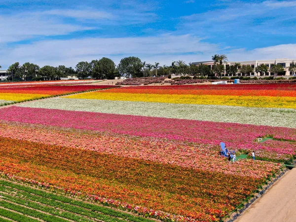 Carlsbad çiçek Fields havadan görünümü. turist Mayıs ortası ile Mart çalıştırır yıllık çiçek sırasında renkli dev Ranunculus çiçekler tepeler keyfini çıkarabilirsiniz. Carlsbad, Kaliforniya, ABD