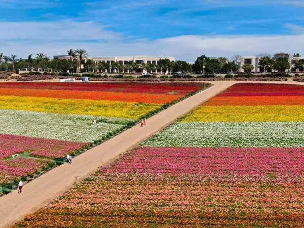 Carlsbad çiçek Fields havadan görünümü. turist Mayıs ortası ile Mart çalıştırır yıllık çiçek sırasında renkli dev Ranunculus çiçekler tepeler keyfini çıkarabilirsiniz. Carlsbad, Kaliforniya, ABD