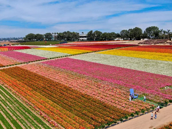 Carlsbad çiçek Fields havadan görünümü. turist Mayıs ortası ile Mart çalıştırır yıllık çiçek sırasında renkli dev Ranunculus çiçekler tepeler keyfini çıkarabilirsiniz. Carlsbad, Kaliforniya, ABD