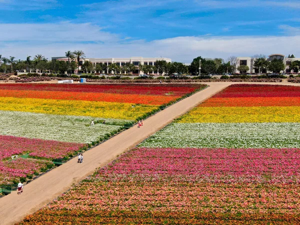 Carlsbad çiçek Fields havadan görünümü. turist Mayıs ortası ile Mart çalıştırır yıllık çiçek sırasında renkli dev Ranunculus çiçekler tepeler keyfini çıkarabilirsiniz. Carlsbad, Kaliforniya, ABD