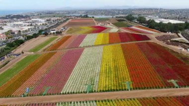 Carlsbad çiçek Fields havadan görünümü. turist Mayıs ortası ile Mart çalıştırır yıllık çiçek sırasında renkli dev Ranunculus çiçekler tepeler keyfini çıkarabilirsiniz. Carlsbad, Kaliforniya, ABD