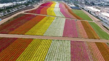 Carlsbad çiçek Fields havadan görünümü. turist Mayıs ortası ile Mart çalıştırır yıllık çiçek sırasında renkli dev Ranunculus çiçekler tepeler keyfini çıkarabilirsiniz. Carlsbad, Kaliforniya, ABD