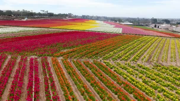 Vista Aérea Carlsbad Flower Fields Turista Pode Desfrutar Encostas Coloridas — Vídeo de Stock