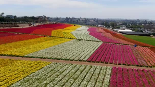 Vista Aérea Carlsbad Flower Fields Turista Pode Desfrutar Encostas Coloridas — Vídeo de Stock