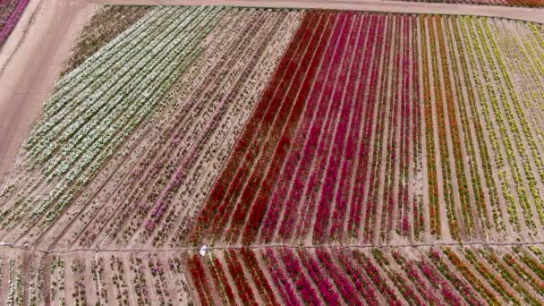 Vista Aérea Carlsbad Flower Fields Turista Puede Disfrutar Laderas Coloridas — Vídeo de stock