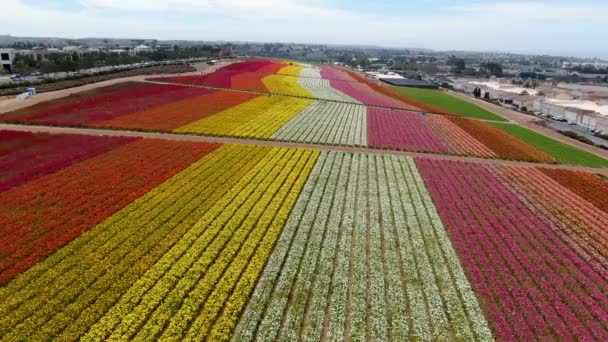 Vista Aérea Carlsbad Flower Fields Turista Puede Disfrutar Laderas Coloridas — Vídeos de Stock