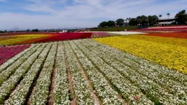 Carlsbad çiçek Fields havadan görünümü. turist Mayıs ortası ile Mart çalıştırır yıllık çiçek sırasında renkli dev Ranunculus çiçekler tepeler keyfini çıkarabilirsiniz. Carlsbad, Kaliforniya, ABD