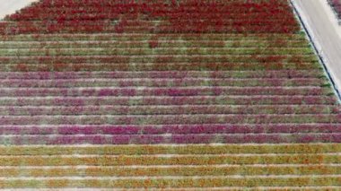 Carlsbad çiçek Fields havadan görünümü. turist Mayıs ortası ile Mart çalıştırır yıllık çiçek sırasında renkli dev Ranunculus çiçekler tepeler keyfini çıkarabilirsiniz. Carlsbad, Kaliforniya, ABD