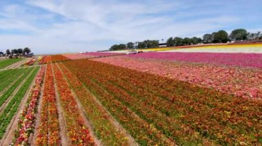 Carlsbad çiçek Fields havadan görünümü. turist Mayıs ortası ile Mart çalıştırır yıllık çiçek sırasında renkli dev Ranunculus çiçekler tepeler keyfini çıkarabilirsiniz. Carlsbad, Kaliforniya, ABD